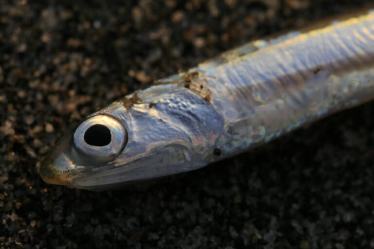 カツオ釣り｜エサとなるイワシ｜〈初心者の釣り〉“カツオ”の生態／釣りシーズン／釣り方／仕掛け／食べ方【黒潮を駆ける海の弾丸】