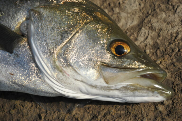 シーバスの釣り方｜釣れたシーバス｜〈初心者の釣り〉“シーバス”の生態／釣りシーズン／釣り方／仕掛け／食べ方【身近な最強のゲームフィッシュ】