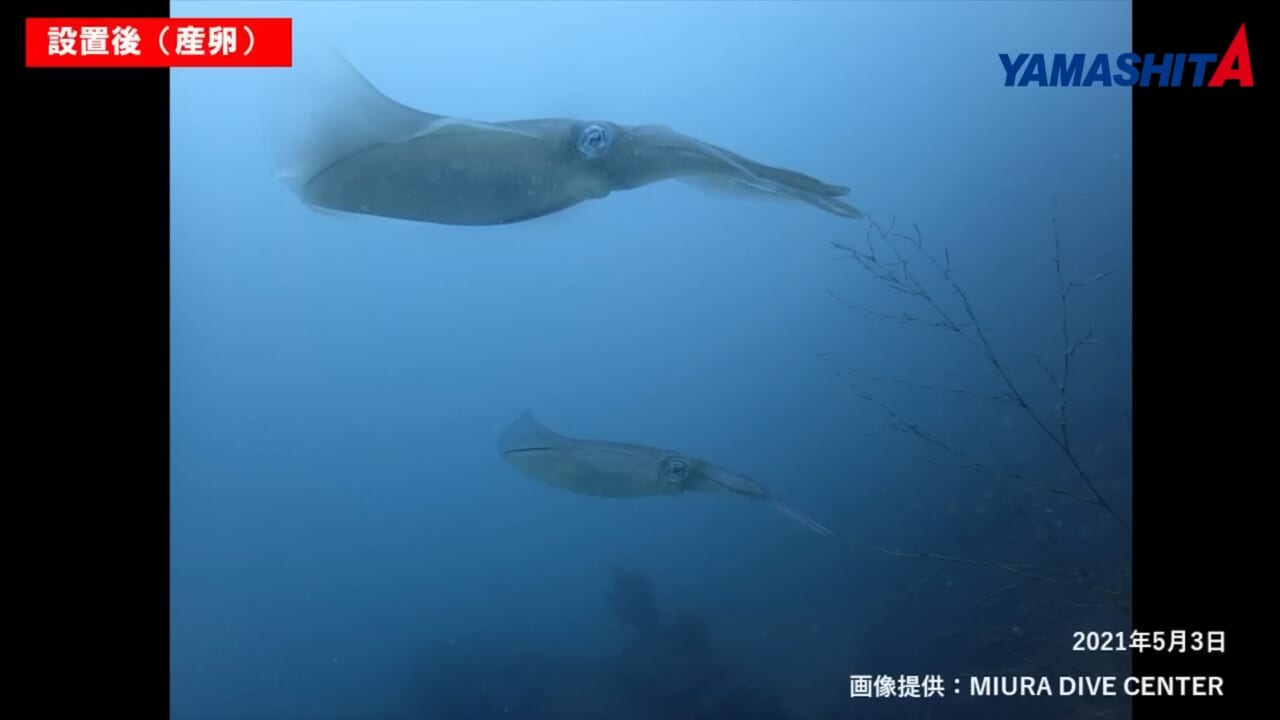 ｜持続的に釣りを楽しむための、命を繋ぐ活動。釣り人に知ってほしい水の中の真実【YAMARIA/アオリイカ産卵床設置支援プロジェクト】