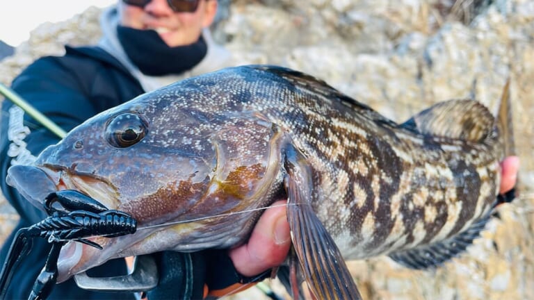 〈初心者の釣り〉“アイナメ”の生態／釣りシーズン／釣り方／仕掛け／食べ方【黄金に輝くロックフィッシュの王者!】