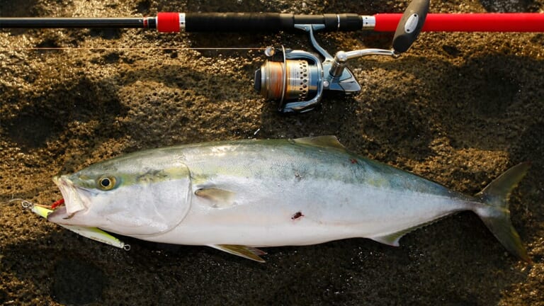 〈初心者の釣り〉“ブリ(ワラサ)”の生態／釣りシーズン／釣り方／仕掛け／食べ方【青物御三家筆頭! 成長とともに名を変える海の侍】