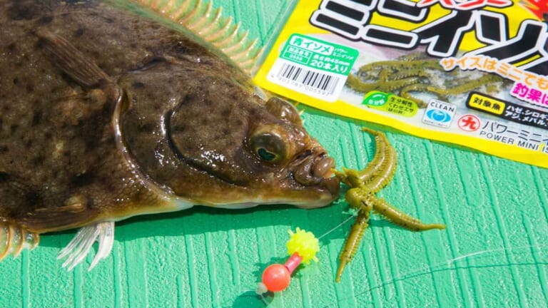〈初心者の釣り〉“カレイ”の生態／釣りシーズン／釣り方／仕掛け／食べ方【冬の投げ釣りの主役、待ってましたの座布団級!】