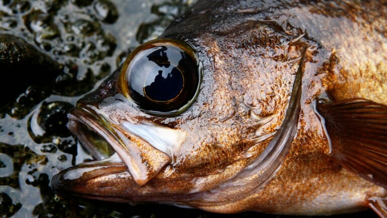 〈初心者の釣り〉“メバル”の生態／釣りシーズン／釣り方／仕掛け／食べ方【春の訪れを告げるライトゲームのアイドル】