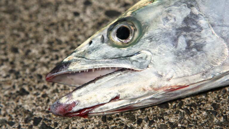〈初心者の釣り〉“サワラ”の生態／釣りシーズン／釣り方／仕掛け／食べ方【海の韋駄天! 高速回遊魚を仕留めよ】