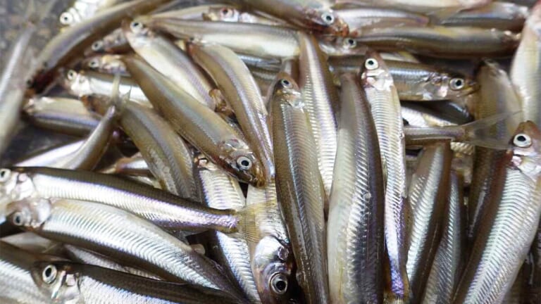 〈初心者の釣り〉“ワカサギ”の生態／釣りシーズン／釣り方／仕掛け／食べ方【冬の風物詩! 湖上の繊細なアタリを楽しむ】
