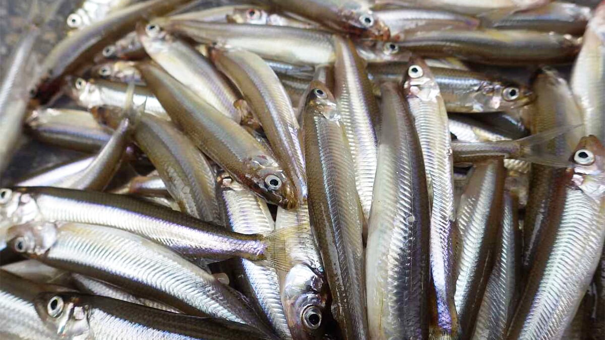 ｜〈初心者の釣り〉“ワカサギ”の生態／釣りシーズン／釣り方／仕掛け／食べ方【冬の風物詩! 湖上の繊細なアタリを楽しむ】
