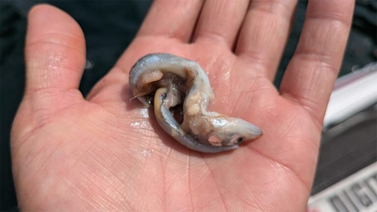 関西のブラックバスが食べているものは？“吐き出した物体”を解析、関東地方との違いを達人が解説。