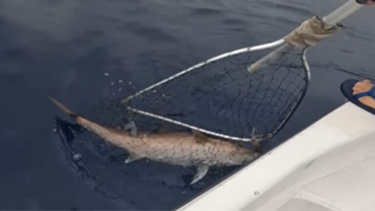 「巨大なカンパチが泡を吹きながら浮上してくる」巨大魚がよく釣れる!? カンパチジギングの魅力とは？