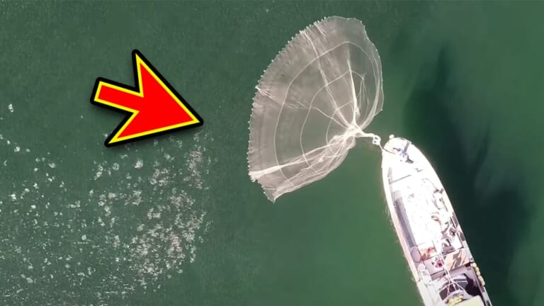 「これ、すごかっ！」海面を覆い尽くす数万匹の高級魚に網を投げると…？ ドローンがとらえた衝撃映像。
