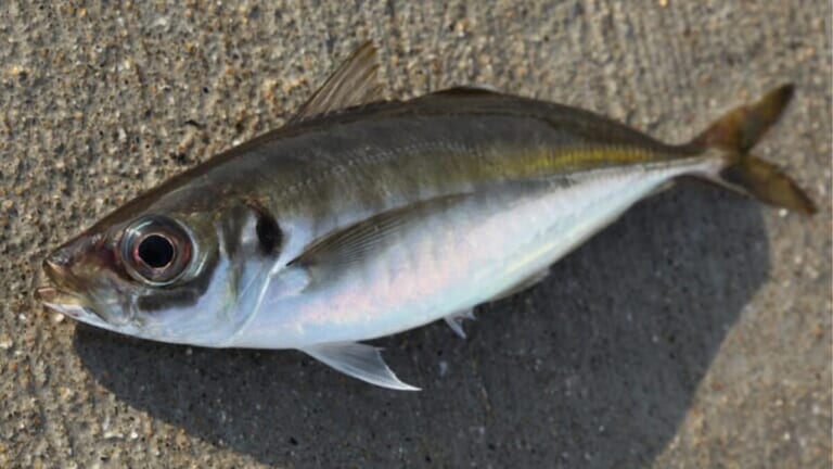 【堤防のアイドルは食べて絶品の万能魚】“アジ”の生態／釣りシーズン／釣り方／仕掛け／食べ方〈初心者釣り知識〉