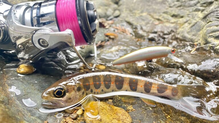 【渓流に煌めく朱点の宝石、その輝きを追う】“アマゴ”の生態／釣りシーズン／釣り方／仕掛け／食べ方〈初心者釣り知識〉
