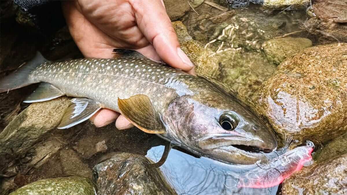 ｜【渓流の王者を追う、深山の愉しみ】“イワナ”の生態／釣りシーズン／釣り方／仕掛け／食べ方〈初心者釣り知識〉