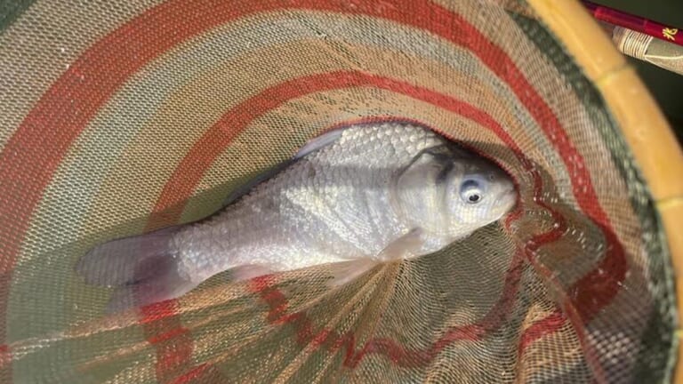 【一寸の駆け引きに心酔する、淡水釣りの王様】“ヘラブナ”の生態／釣りシーズン／釣り方／仕掛け〈初心者釣り知識〉