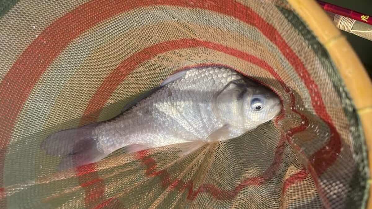 ｜〈初心者の釣り〉“ヘラブナ”の生態／釣りシーズン／釣り方／仕掛け【一寸の駆け引きに心酔する、淡水釣りの王様】