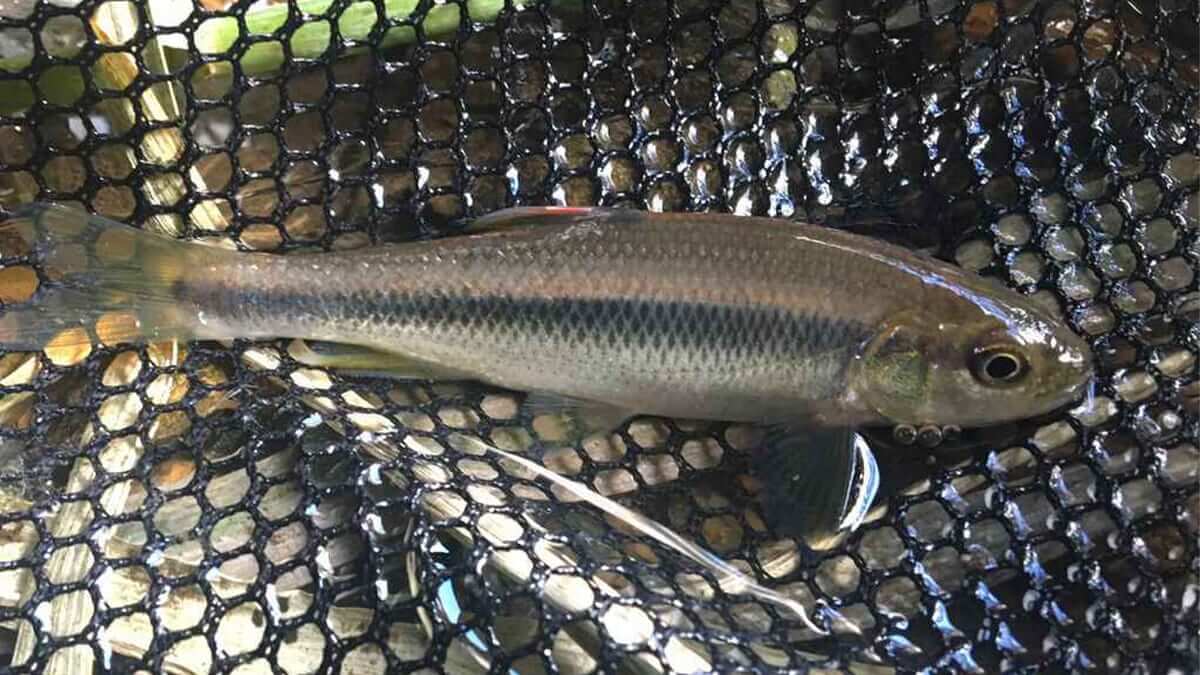 ｜〈初心者の釣り〉“カワムツ”の生態／釣りシーズン／釣り方／仕掛け／食べ方【身近な川で輝く清流の宝石】