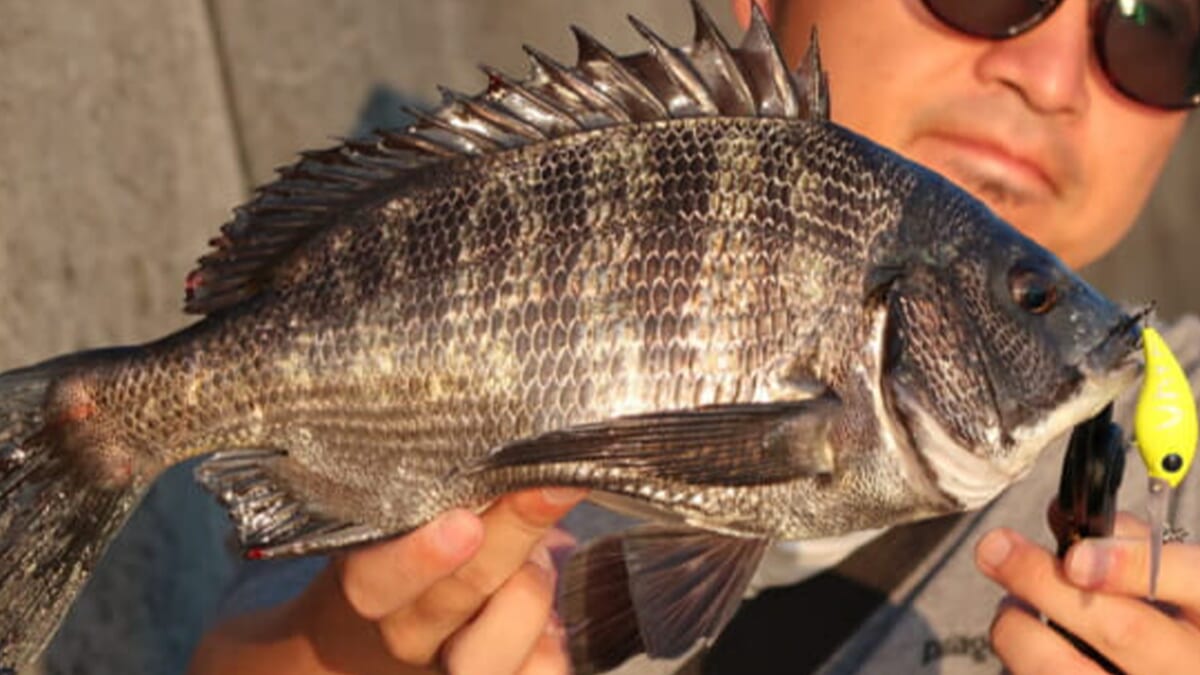 ｜〈初心者の釣り〉“クロダイ(チヌ)”の生態／釣りシーズン／釣り方／仕掛け／食べ方【身近な賢者との知恵比べ、波止の王者を攻略せよ】