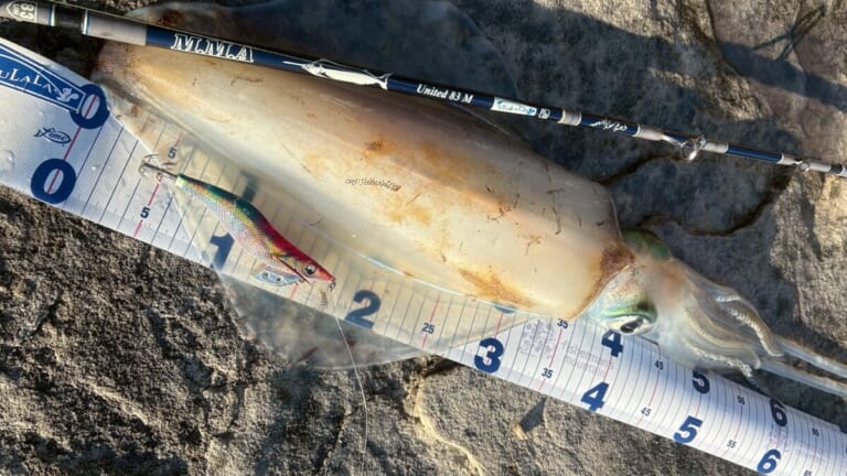 「モンスターがシドニー湾で釣れることも…」オーストラリアのイカ釣り事情って？ 制限があるってホント？