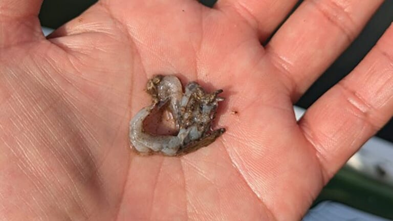 「遺伝子レベルで学習しているかも…」釣れたバスに“ストマック調査”。気になる食べていたモノは…？