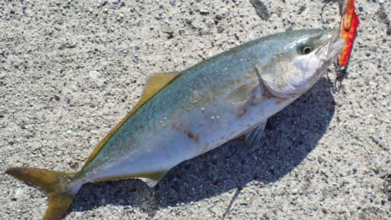 〈初心者の釣り〉“小型青物(ハマチ等)”の生態／釣りシーズン／釣り方／仕掛け／食べ方【ソルトルアー入門の登竜門! 身近なスーパーファイター】