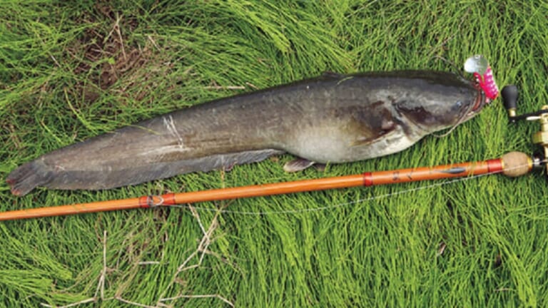 〈初心者の釣り〉“ナマズ”の生態／釣りシーズン／釣り方／仕掛け／食べ方【水面炸裂! 身近な水辺のエキサイティングファイター】