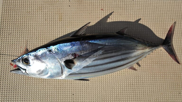 〈初心者の釣り〉“カツオ”の生態／釣りシーズン／釣り方／仕掛け／食べ方【黒潮を駆ける海の弾丸】