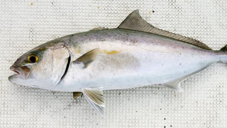 〈初心者の釣り〉“カンパチ”の生態／釣りシーズン／釣り方／仕掛け／食べ方【大海のスプリンター! アングラー憧れの最高峰】