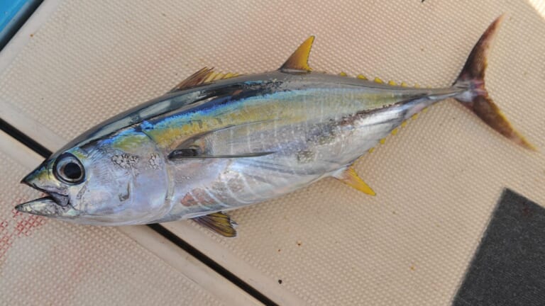 〈初心者の釣り〉“キハダマグロ”の生態／釣りシーズン／釣り方／仕掛け／食べ方【アングラーを魅了する洋上のイエロースプリンター】