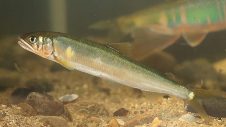 〈初心者の釣り〉“小アユ”の生態／釣りシーズン／釣り方／仕掛け／食べ方【琵琶湖からの春の使者、手軽に楽しむ川の幸】