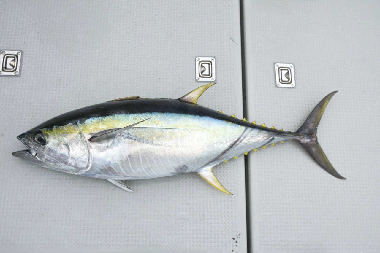 キハダマグロ釣り｜〈初心者の釣り〉“キハダマグロ”の生態／釣りシーズン／釣り方／仕掛け／食べ方【アングラーを魅了する洋上のイエロースプリンター】