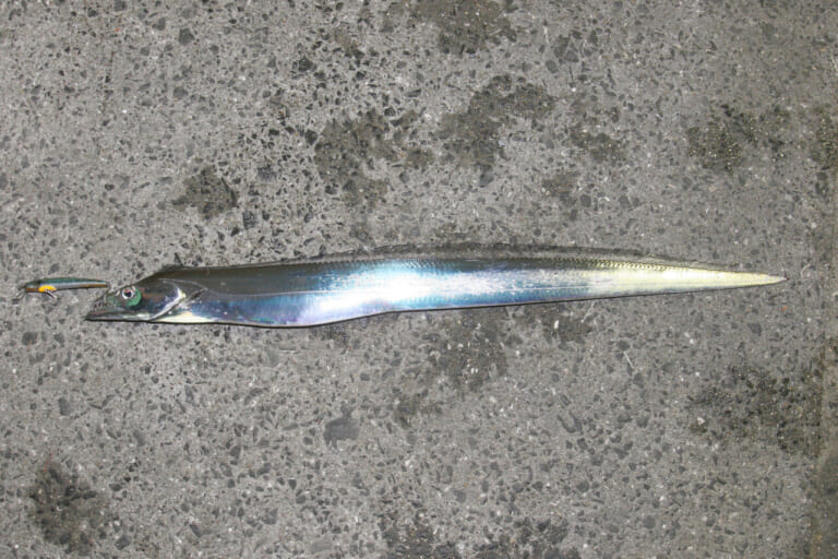 タチウオ釣り｜〈初心者の釣り〉“タチウオ”の生態／釣りシーズン／釣り方／仕掛け／食べ方【神出鬼没! 幽玄に輝く銀のドラゴン】