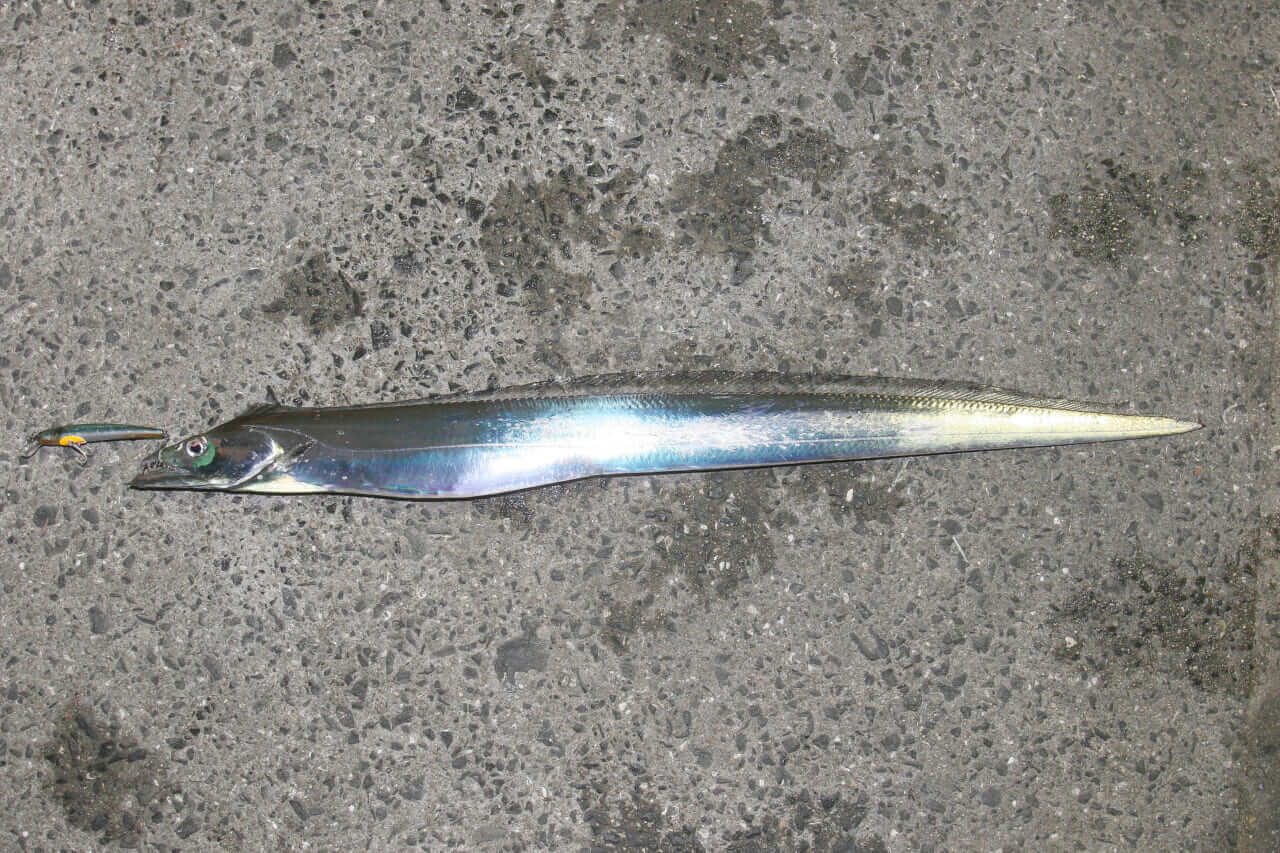 タチウオ釣り｜〈初心者の釣り〉“タチウオ”の生態／釣りシーズン／釣り方／仕掛け／食べ方【神出鬼没! 幽玄に輝く銀のドラゴン】