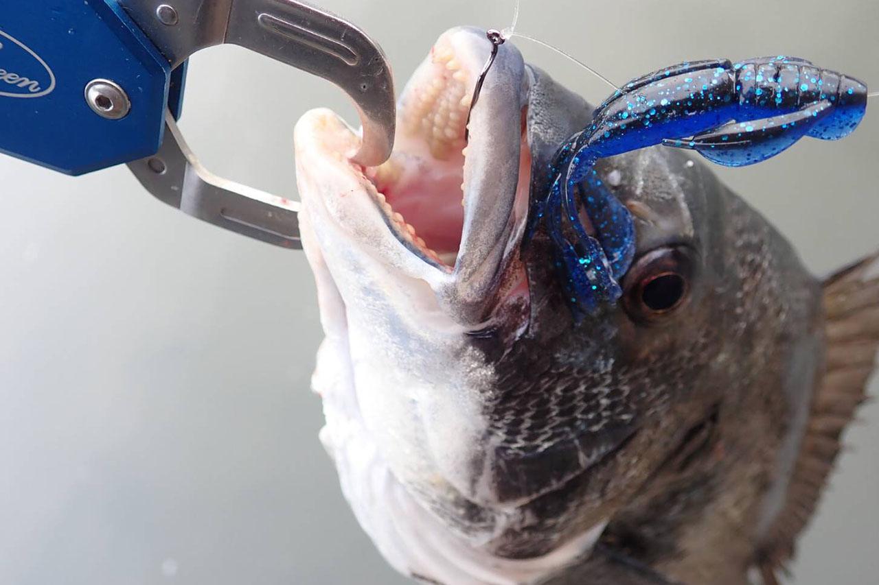 クロダイ釣り｜釣れたクロダイ｜〈初心者の釣り〉“クロダイ(チヌ)”の生態／釣りシーズン／釣り方／仕掛け／食べ方【身近な賢者との知恵比べ、波止の王者を攻略せよ】