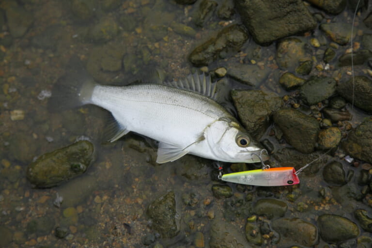 ヒラスズキの釣り方｜釣れたヒラスズキ｜〈初心者の釣り〉“ヒラスズキ”の生態／釣りシーズン／釣り方／仕掛け／食べ方【荒磯の王者、サラシに潜む銀鱗のファイター】