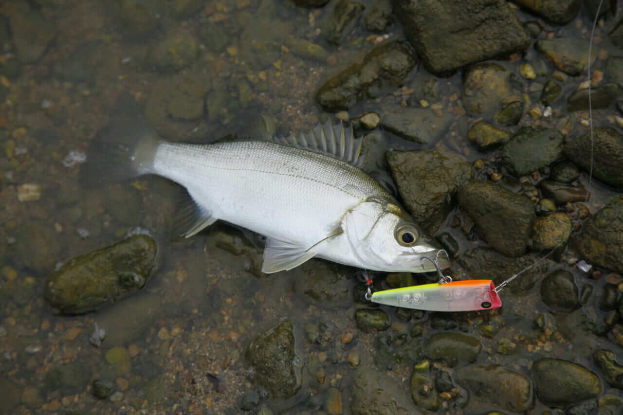 ヒラスズキの釣り方｜釣れたヒラスズキ｜〈初心者の釣り〉“ヒラスズキ”の生態／釣りシーズン／釣り方／仕掛け／食べ方【荒磯の王者、サラシに潜む銀鱗のファイター】