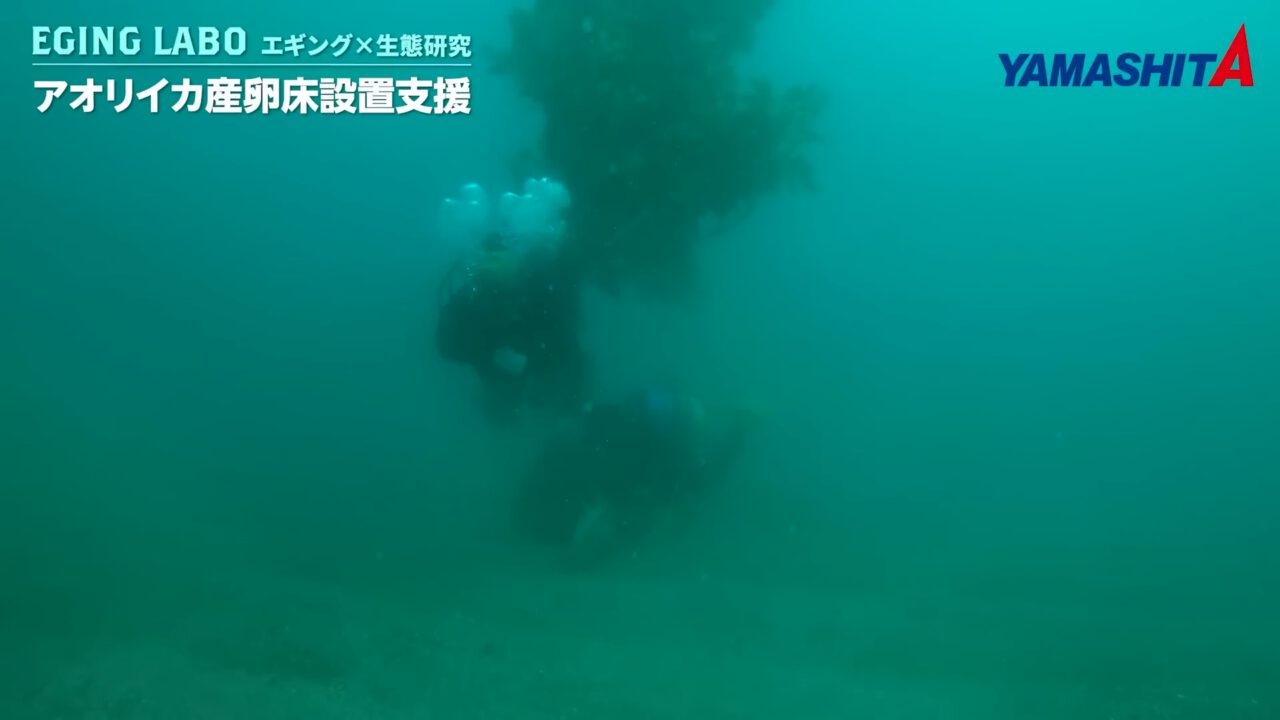 ｜持続的に釣りを楽しむための、命を繋ぐ活動。釣り人に知ってほしい水の中の真実【YAMARIA/アオリイカ産卵床設置支援プロジェクト】