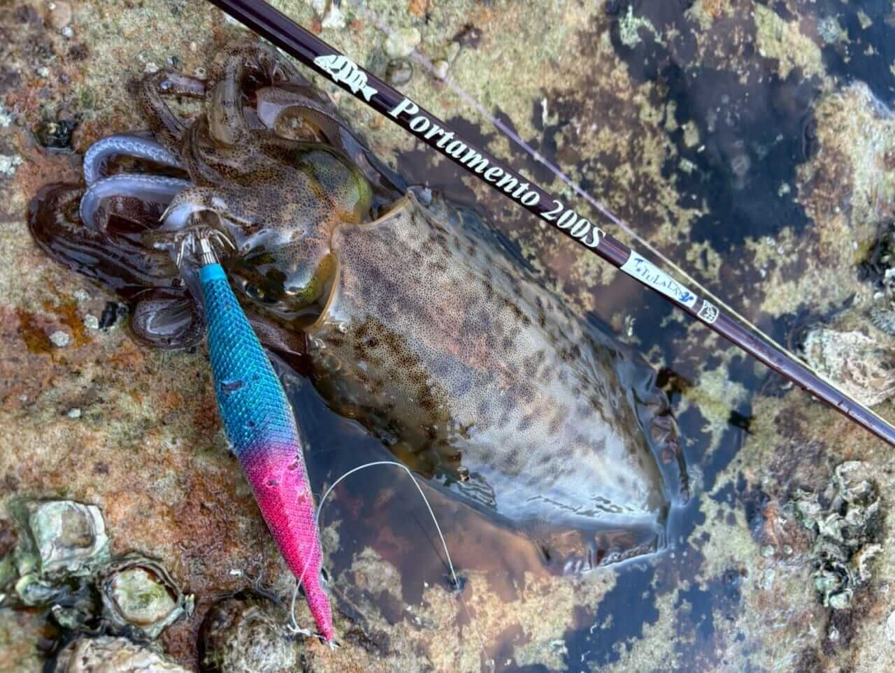 |「モンスターがシドニー湾で釣れることも…」オーストラリアのイカ釣り事情って? 制限があるってホント?