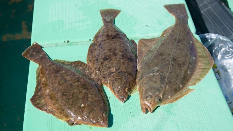 カレイの釣り方｜マコガレイ、マガレイ、イシガレイ｜〈初心者の釣り〉“カレイ”の生態／釣りシーズン／釣り方／仕掛け／食べ方【冬の投げ釣りの主役、待ってましたの座布団級!】