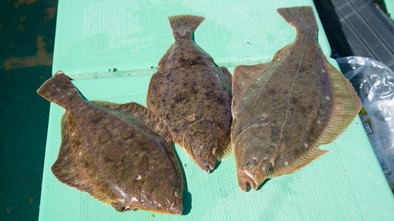 カレイの釣り方｜マコガレイ、マガレイ、イシガレイ｜〈初心者の釣り〉“カレイ”の生態／釣りシーズン／釣り方／仕掛け／食べ方【冬の投げ釣りの主役、待ってましたの座布団級!】