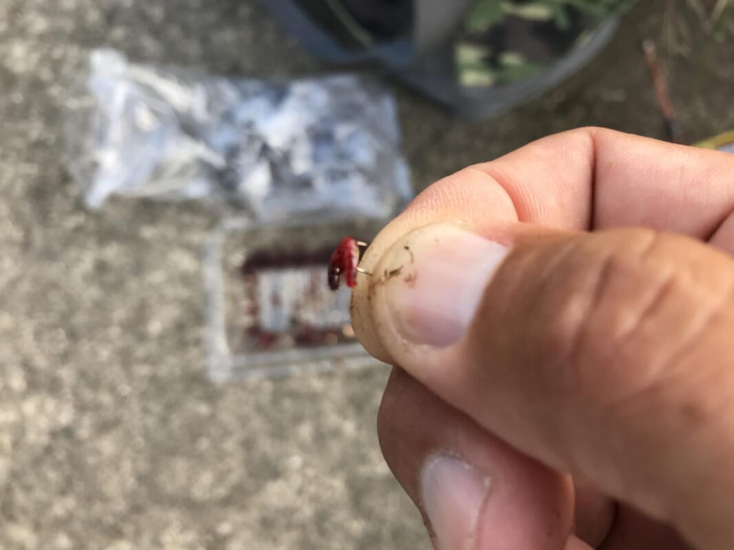 テナガエビ釣り｜釣り方｜エサ｜〈初心者の釣り〉“テナガエビ”の生態／釣りシーズン／釣り方／仕掛け／食べ方【水辺の風物詩、手軽で奥深い小さな大物】