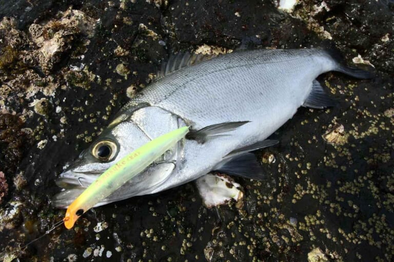 ヒラスズキの釣り方｜ミノーで釣れたヒラスズキ｜〈初心者の釣り〉“ヒラスズキ”の生態／釣りシーズン／釣り方／仕掛け／食べ方【荒磯の王者、サラシに潜む銀鱗のファイター】