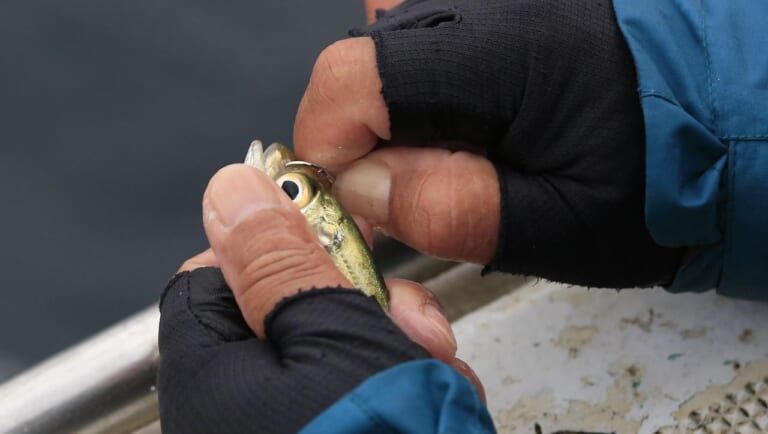 アオリイカの釣り方｜ヤエン釣りのエサとなるアジ｜〈初心者の釣り〉“アオリイカ”の生態／釣りシーズン／釣り方／仕掛け／食べ方【イカの王様を釣って味わう!】
