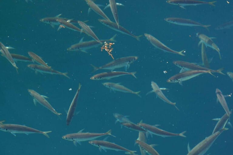 アジ釣り｜アジの群れ｜【堤防のアイドルは食べて絶品の万能魚】“アジ”の生態／釣りシーズン／釣り方／仕掛け／食べ方〈初心者釣り知識〉