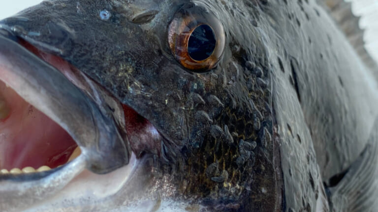 クロダイ釣り｜〈初心者の釣り〉“クロダイ(チヌ)”の生態／釣りシーズン／釣り方／仕掛け／食べ方【身近な賢者との知恵比べ、波止の王者を攻略せよ】