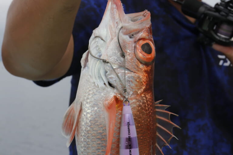 アカムツ釣り｜白身のトロ｜【深海の赤い宝石＝幻の高級魚をその手に】“アカムツ”の生態／釣りシーズン／釣り方／仕掛け／食べ方〈初心者釣り知識〉