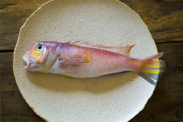 アマダイ釣り方｜調理前のアマダイ｜〈初心者の釣り〉“アマダイ”の生態／釣りシーズン／釣り方／仕掛け／食べ方【砂底に潜む甘美なる高級魚】