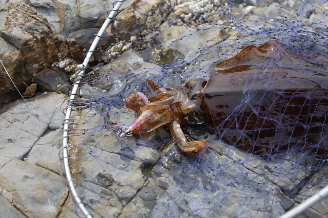 ｜釣れないデカイカに効く！プロが教える「エギ選び」の鉄則とは？【湯川マサタカ】