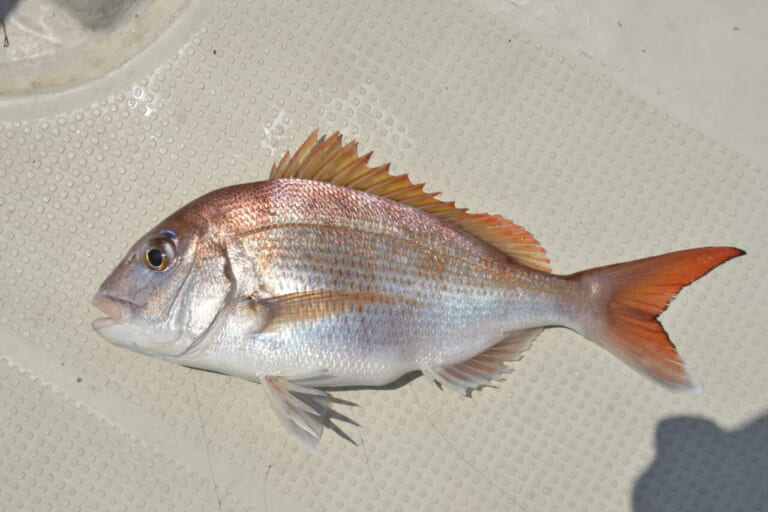 マダイ｜〈初心者の釣り〉“マダイ”の生態／釣りシーズン／釣り方／仕掛け／食べ方【釣ってよし食べてよし! 誰もが愛する海の赤い宝石】