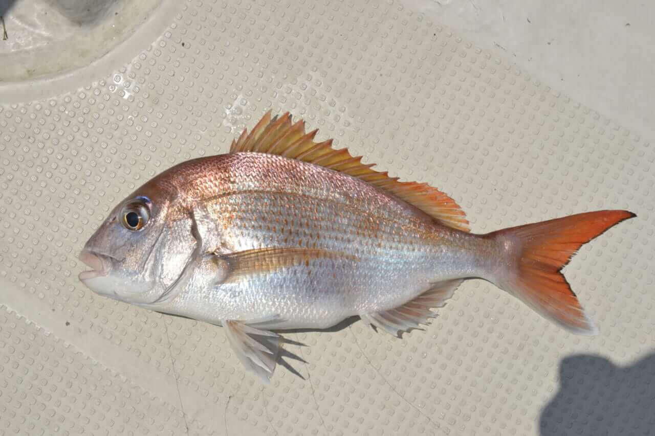 マダイ｜〈初心者の釣り〉“マダイ”の生態／釣りシーズン／釣り方／仕掛け／食べ方【釣ってよし食べてよし! 誰もが愛する海の赤い宝石】