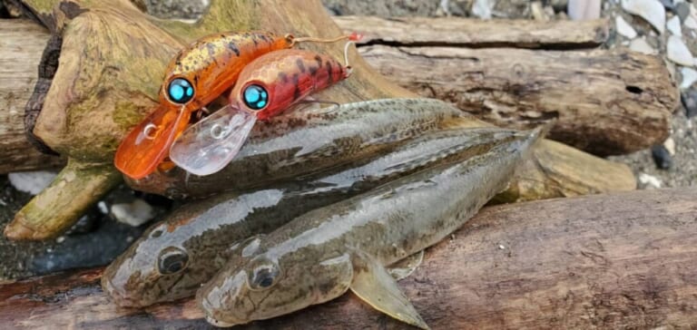 ハゼの釣り方｜ハゼクランクで釣れたハゼ｜〈初心者の釣り〉“ハゼ”の生態／釣りシーズン／釣り方／仕掛け／食べ方【江戸前の粋な小物釣り、家族で楽しむ夏の風物詩】
