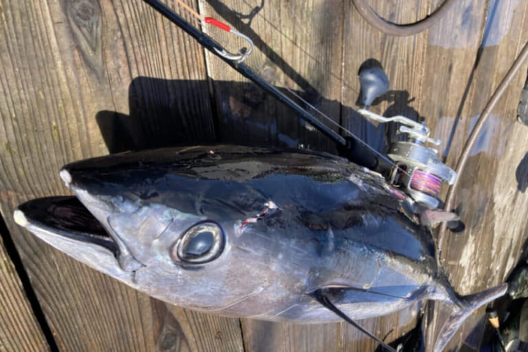 トンボマグロ釣り方｜トンジギで釣れたトンボマグロ｜〈初心者の釣り〉“トンボマグロ”の生態／釣りシーズン／釣り方／仕掛け／食べ方【黒潮が育む銀色の弾丸! ジギングで狙う絶品マグロ】
